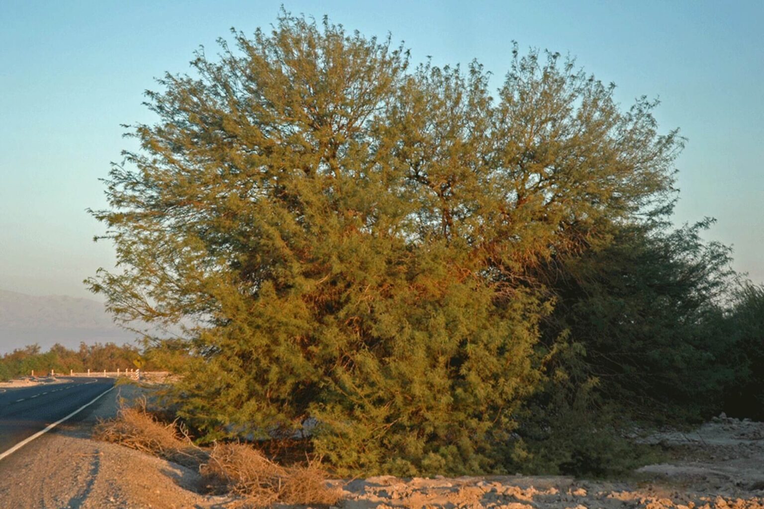 Macarena Calvo Tagle